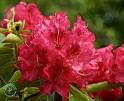 Rhododendron 9M14D-07